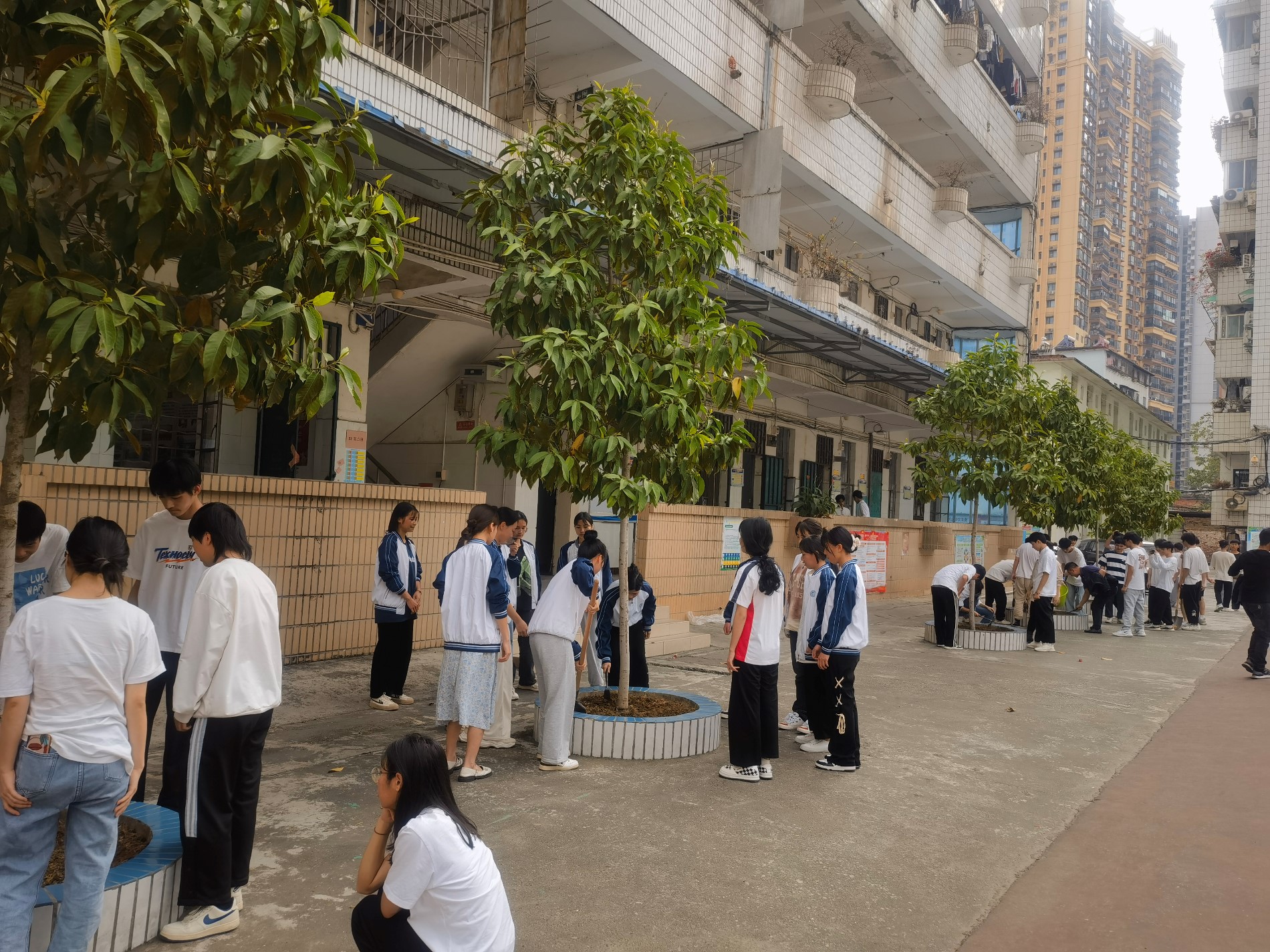 学生给玉兰树施肥1.jpg