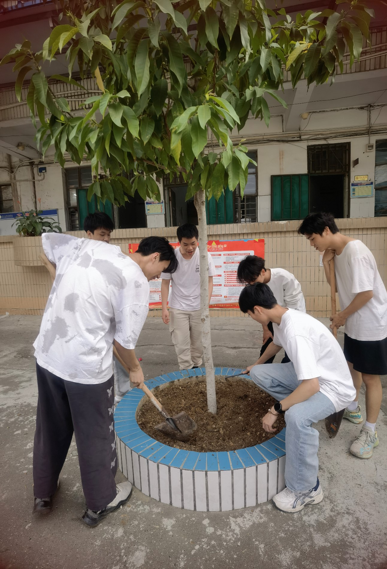 学生给玉兰树施肥2.jpg